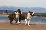 AMSTAFF ADULT 257